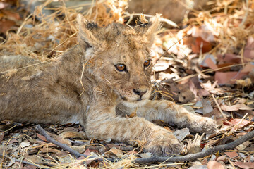 Lion at Etosha National Park, Namibia