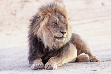 Lion in kgalagadi transfrontier park