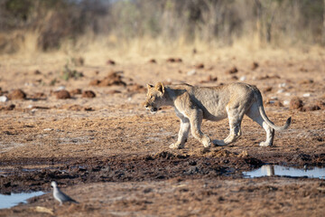 Lion at Etosha National Park, Namibia