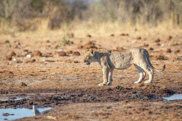 Lion at Etosha National Park, Namibia