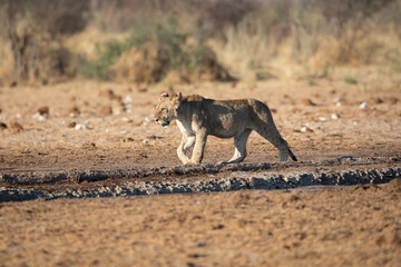 Lion at Etosha National Park, Namibia