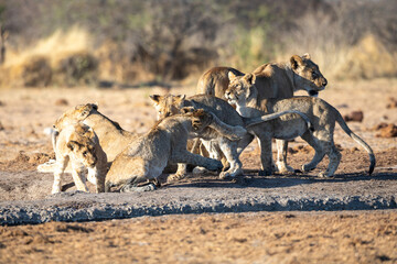 Lion at Etosha National Park, Namibia
