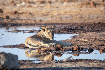 Lion at Etosha National Park, Namibia