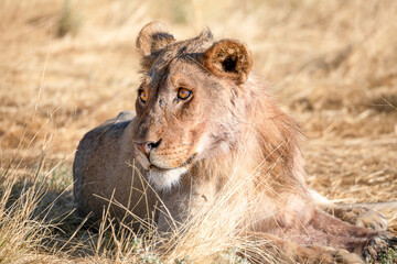 Lion at Etosha national Park