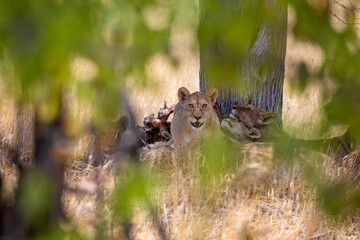 Lion at Etosha National Park, Namibia