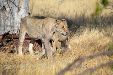 Lion at Etosha National Park, Namibia