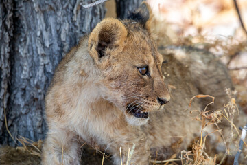 Lion at Etosha National Park, Namibia