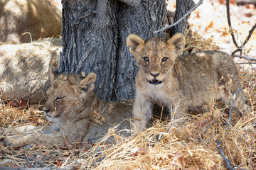 Lion at Etosha National Park, Namibia
