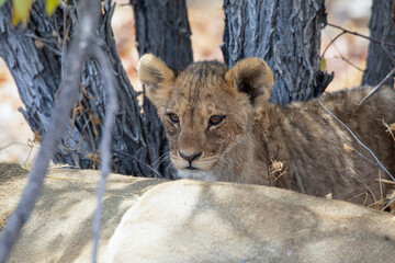 Lion at Etosha National Park, Namibia