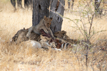Lion at Etosha National Park, Namibia