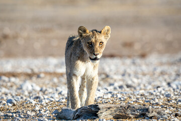 Lion cub at Etosha national Park