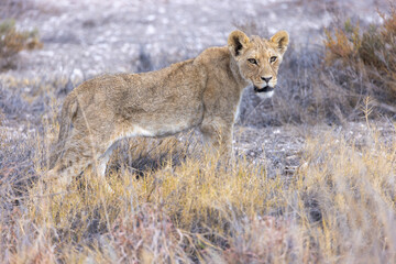 lion in etosha national park