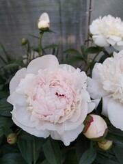 flower, nature, garden