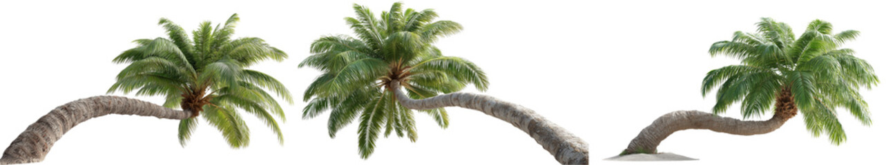 Set of Coconut trees in different stems, Isolated on transparent background , exotic palm tree collection 