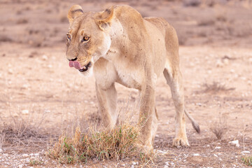 lioness in kgalagadi national park