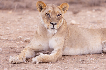 lioness in kgalagadi national park