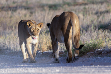 Lioness in Kgalagadi National Park