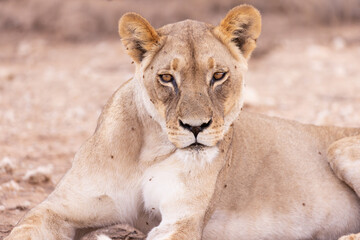 lioness in kgalagadi national park