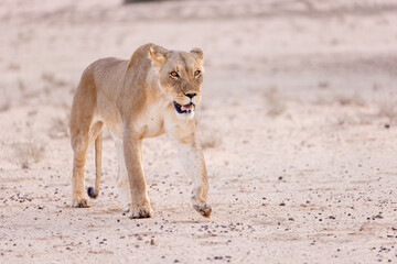 lioness in kgalagadi national park