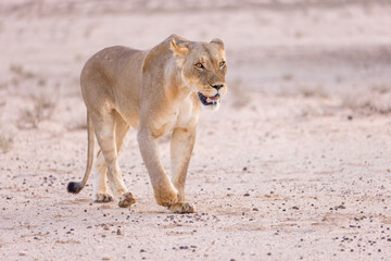 lioness in kgalagadi national park