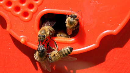 Bees in the apiary. Macro photography of bees working in the apiary - bees at the entrance to the hive bring pollen, 4k video slowed video. Bees on a red background.