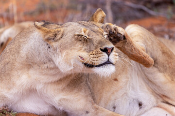 lioness in kgalagadi national park