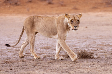 lioness in kgalagadi national park