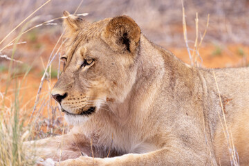 lioness in kgalagadi national park