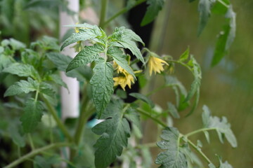 yellow flowers tomatoes and green plant tomatoes,