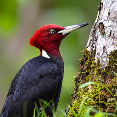 Naklejka premium ivory-billed woodpecker; the legendary ghost of southern forests