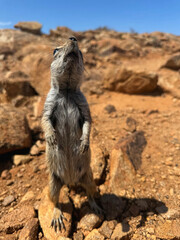 Curious ground squirl from Fuerteventura Canary Islands
