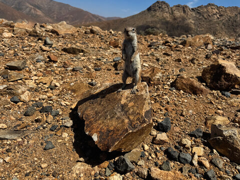 Curious ground squirl from Fuerteventura Canary Islands
