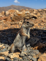 Curious ground squirl from Fuerteventura Canary Islands