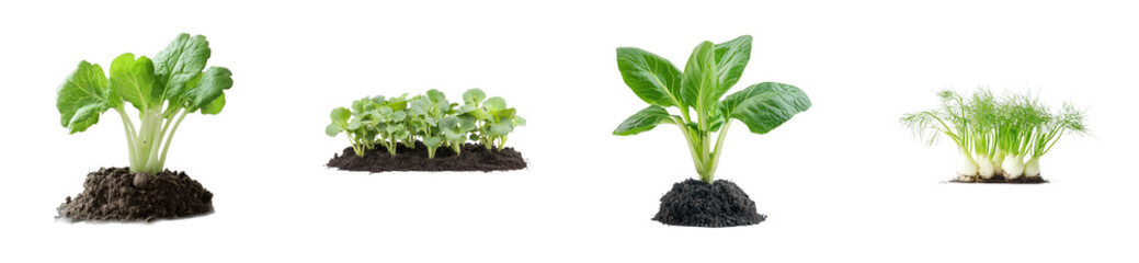 Growing fresh vegetables urban garden natural light. Cut out png set