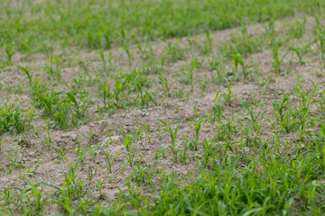Young corn sprouts in the field.