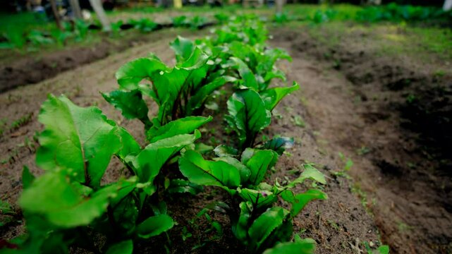 Moving camera close to red beetroots green tops or chards growing in sand rich vegetable garden bed - slow motion shot