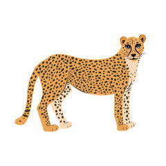 Funny cheetah isolated. Children cute animal vector illustration. African wildlife. Big cat guepard.	