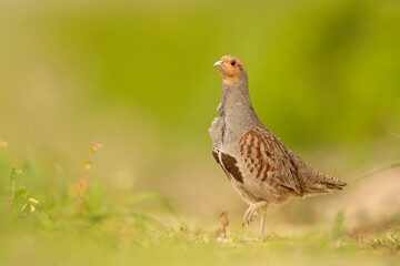 Kuropatwa (Perdix perdix) © Grzegorz