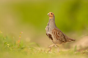 Kuropatwa (Perdix perdix)