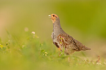Kuropatwa (Perdix perdix)