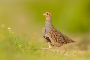 Kuropatwa (Perdix perdix)
