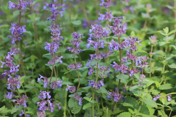 Obraz premium Nepeta cataria. Purple catmint flowers in garden.