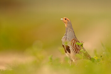 Kuropatwa (Perdix perdix)