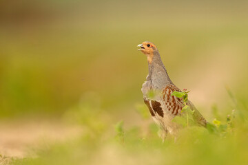 Kuropatwa (Perdix perdix) © Grzegorz