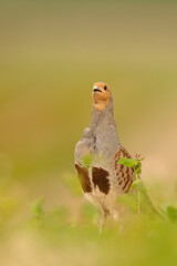 Kuropatwa (Perdix perdix)