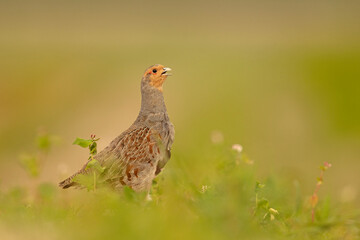 Kuropatwa (Perdix perdix)