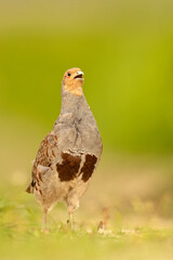 Kuropatwa (Perdix perdix)