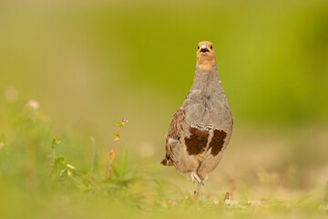 Kuropatwa (Perdix perdix) © Grzegorz