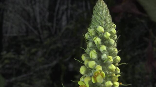 verbasco Verbascum thapsus tasso barbasso time lapse