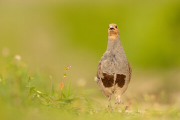 Kuropatwa (Perdix perdix) © Grzegorz